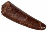 Fossil Pterosaur (Siroccopteryx) Tooth - Morocco #332551-1